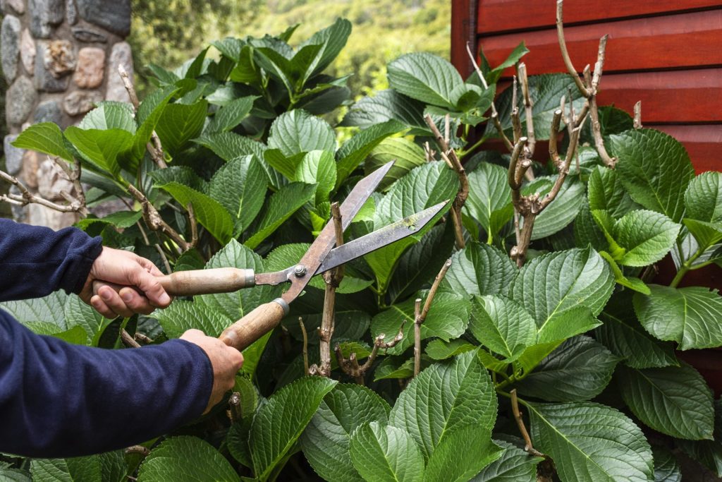 taille haie jardin bricolage en Tunisie entretien plantes extérieur