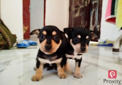 4 Chiots Chihuahua à vendre à El Hrairia