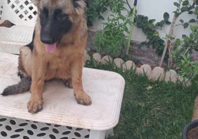 3 chiots femelles Berger Allemand à vendre à Radès | 1500 dinars