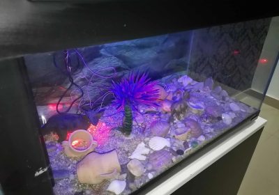 Aquarium complet à vendre - Mahdia - Occasion