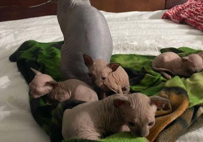 4 Chatons Sphynx à vendre El Manar 2 - 1340 DT