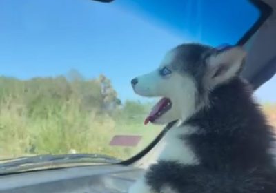 Chiot Husky Sibérien mâle à vendre à Sousse