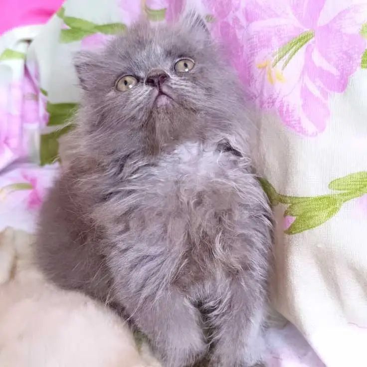 Chaton-Persan-male-a-vendre-a-Sfax-prix-400-dinars-proxity.tn-annonces-animaux-a-vendre-tunisie