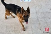 2 chiots femelles Berger Allemand à vendre à Hammam Sousse