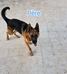 2 chiots femelles Berger Allemand à vendre à Hammam Sousse