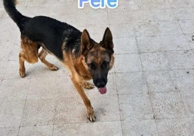 2 chiots femelles Berger Allemand à vendre à Hammam Sousse