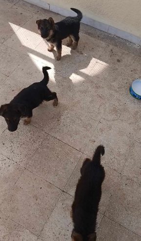 2-chiots-femelles-Berger-Allemand-a-vendre-a-Hammam-Sousse-prix-250-dinars-proxity.tn-annonce-animaux-a-vendre-tunisie-2