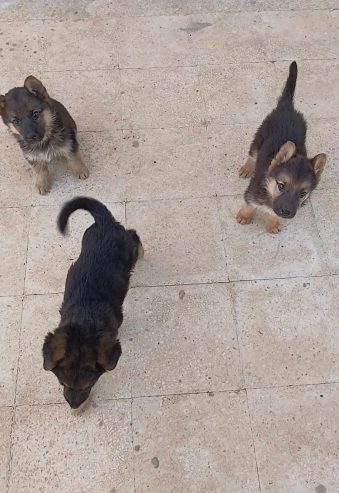 2-chiots-femelles-Berger-Allemand-a-vendre-a-Hammam-Sousse-prix-250-dinars-proxity.tn-annonce-animaux-a-vendre-tunisie-3