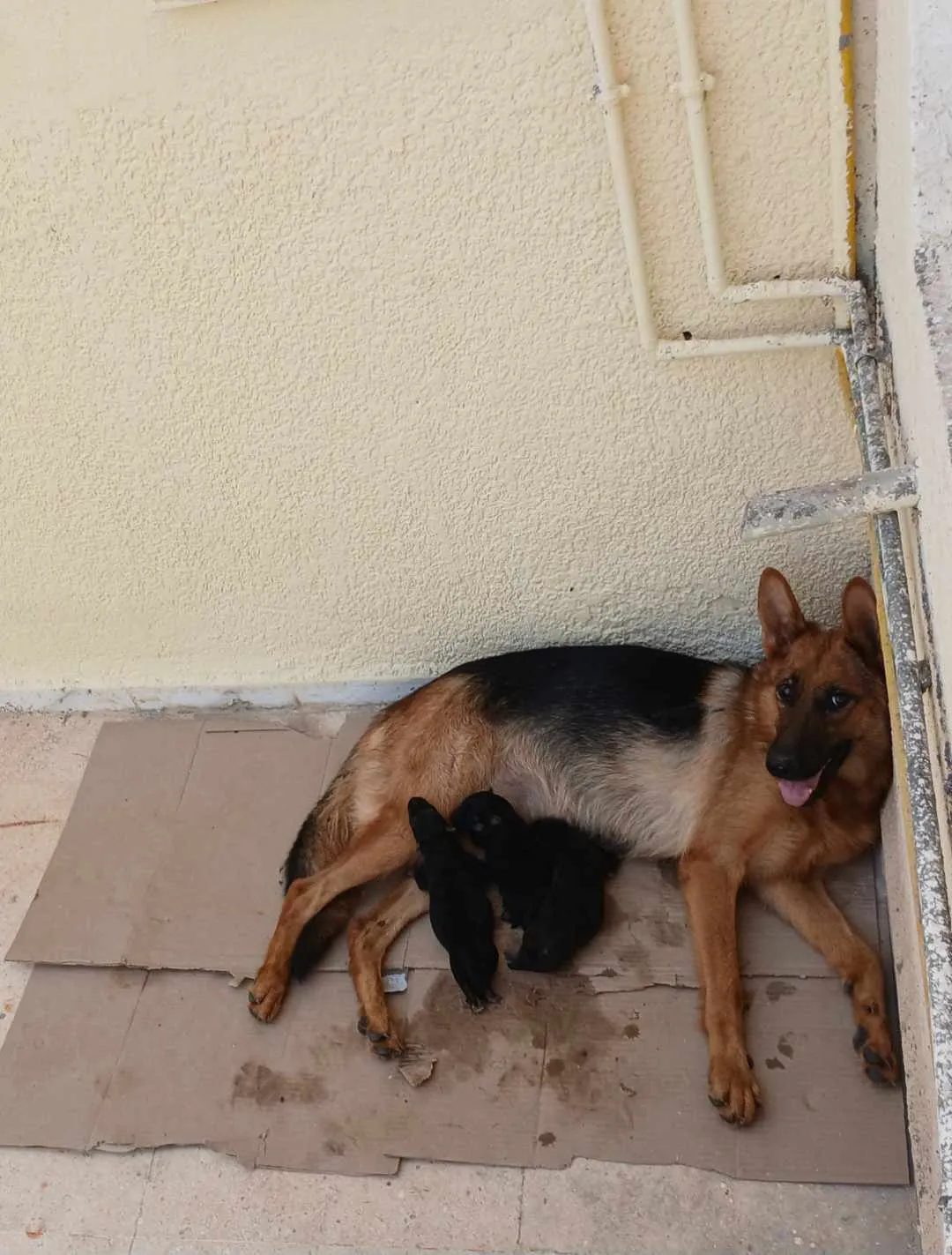 2-chiots-femelles-Berger-Allemand-a-vendre-a-Hammam-Sousse-prix-250-dinars-proxity.tn-annonce-animaux-a-vendre-tunisie