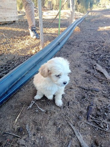 Chiot-Caniche-femelle-a-vendre-a-La-Soukra-prix-300-dinars-proxity.tn-annonces-animaux-domestique-tunisie-1