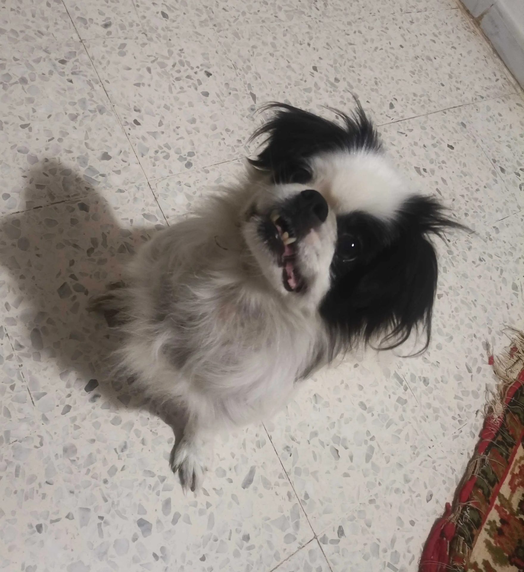 Chiot-Pekinois-a-vendre-aux-Jardisn-dEl-Menzah-prix-450-dinars-proxity.tn-annonce-chien-a-vendre-tunisie-1