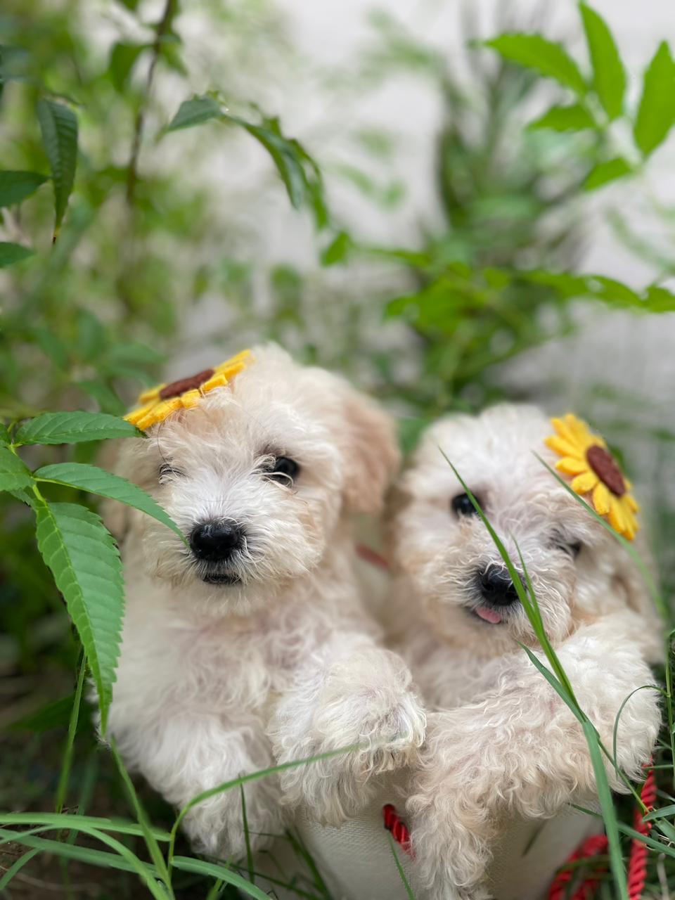 Bichons havanais âge 2 mois