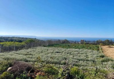 Terrain agricole à Rafraf avec vue mer