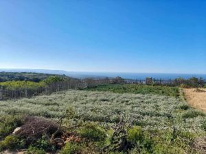 Terrain agricole à Rafraf avec vue mer