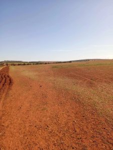 Terrain 13 hectares à vendre à Jedaida – Titre bleu