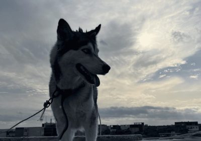 Chiot Husky femelle