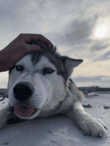 Femelle-Husky-a-vendre-a-Monastir-prix-120-dinars-proxity.tn-annonces-tunisie-chien-a-vendre-2