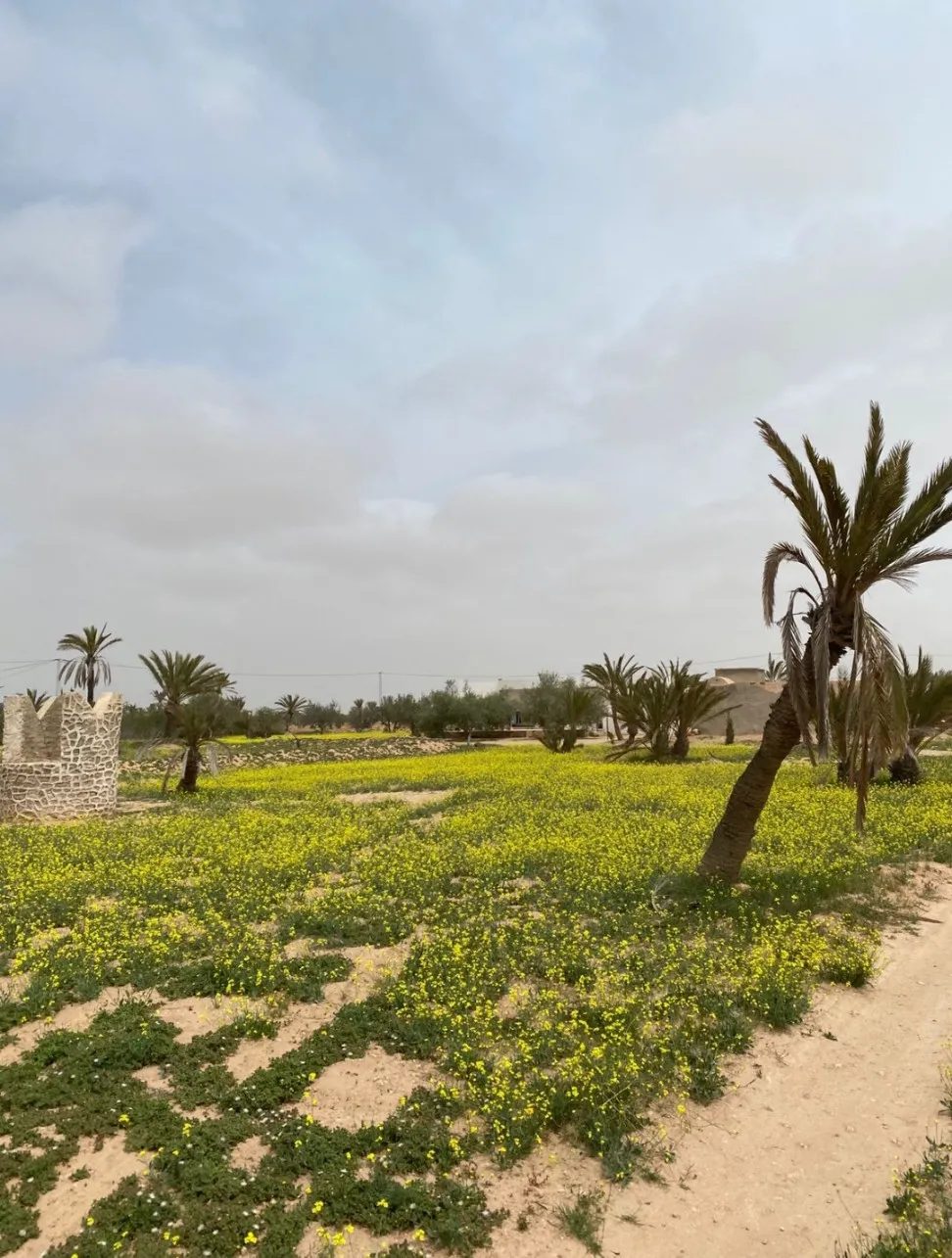 Villa-sur-un-terrain-5000-m2-a-vendre-Djerba-Houmt-Souk-Prix-375000-dinars-proxity.tn-annonce-tunisie-immobilier-villa-a-vendre-2