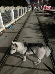 Chiot Husky Mâle de 6 Mois Vacciné avec Carnet – El Mourouj – 280 DT