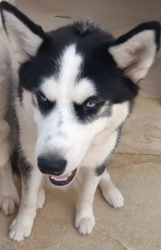 Chien-Husky-pure-race-Tunis-750-DT