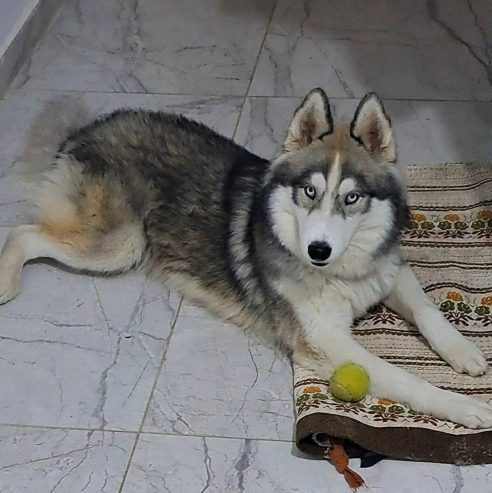 Chien-husky-male-Cite-El-Khadre-600-DT