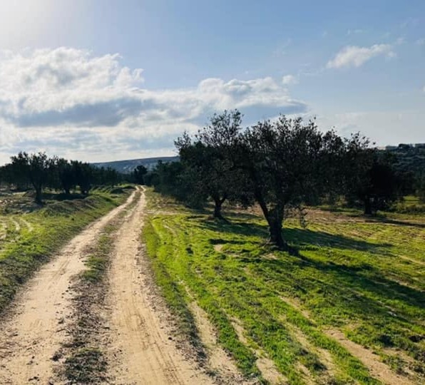 Terrain-agricole-2466-m2-Hammamet-85-DT