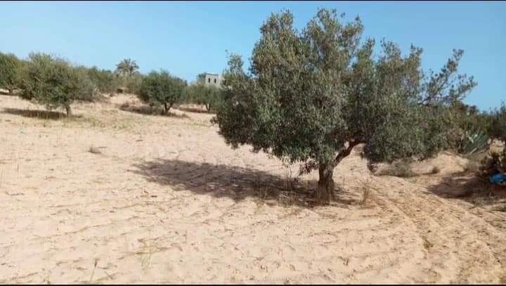 Terrain-agricole-2525-m2-Beni-Bandou-Houmt-Souk-Djerba-Prix-202000-dinars-proxity.tn-annonces-tunisie-immobilier-terrain-a-vendre-2