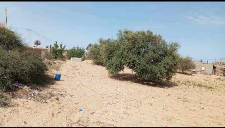 Terrain-agricole-2525-m2-Beni-Bandou-Houmt-Souk-Djerba-Prix-202000-dinars-proxity.tn-annonces-tunisie-immobilier-terrain-a-vendre