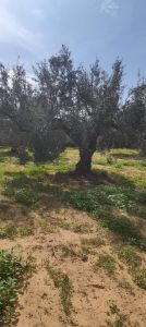 Vends terrain agricole 3430 m² Kalaa Kebira – 90000 DT