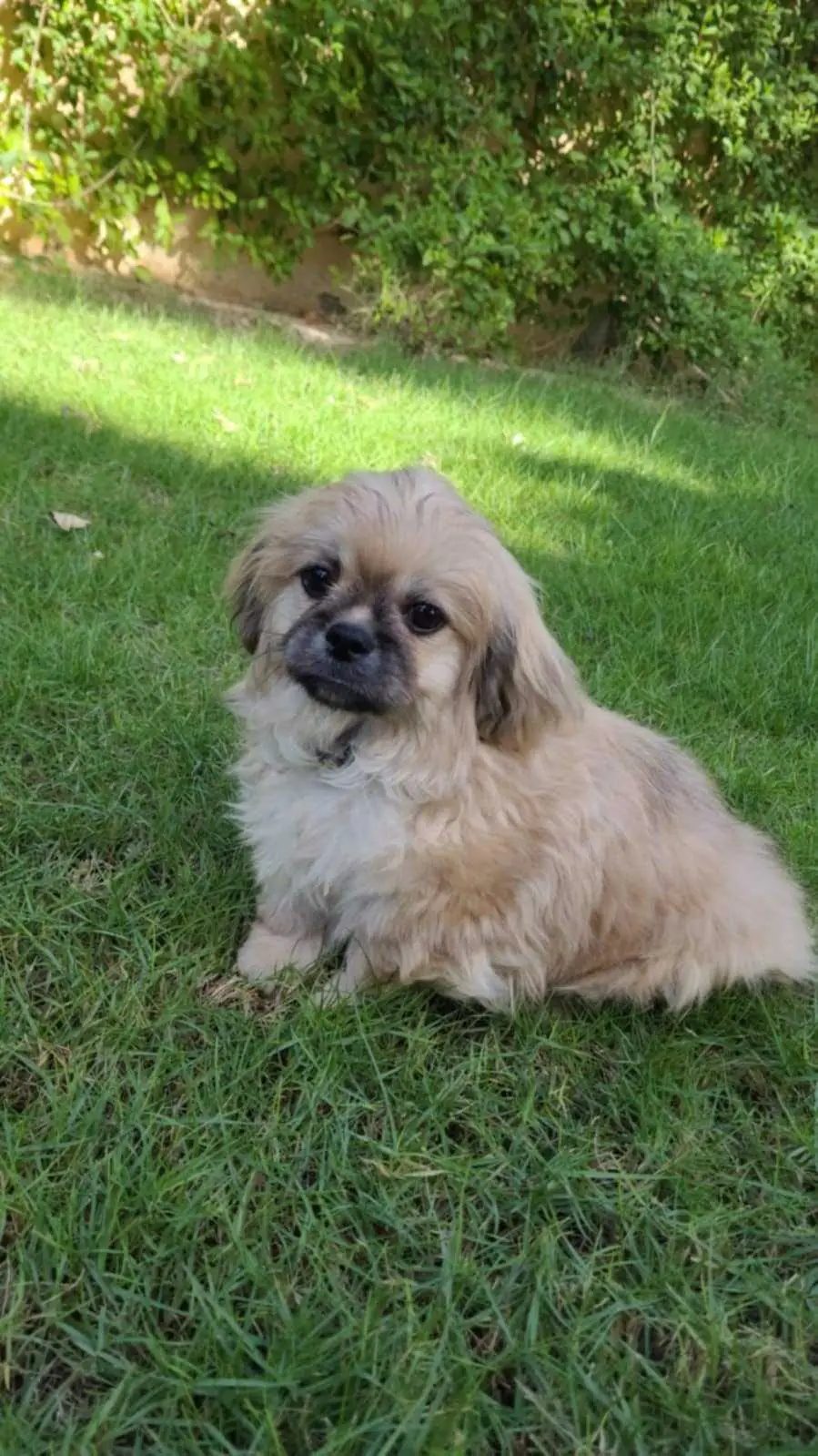 Adorable-Chiot-Pekinois-de-Race-Pure-3-mois-Vaccine-350-DT-Medina-Jedida