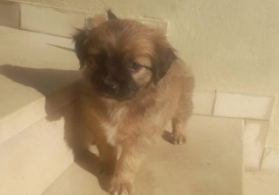 Chiot Pékinois Mâle 2 mois