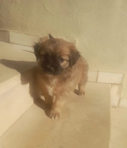 Chiot-Pekinois-Male-2-mois-Khzema-450-DT-1