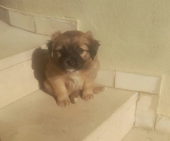 Chiot-Pekinois-Male-2-mois-Khzema-450-DT