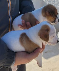 Chiots Jack Russell Mâles à Vendre – Megrine – 400 DT