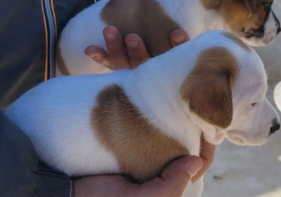 Chiots Jack Russell Mâles à Vendre