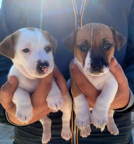 Chiots-Jack-Russell-Males-a-Vendre-400-DT-Megrine