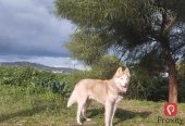 Husky à Vendre