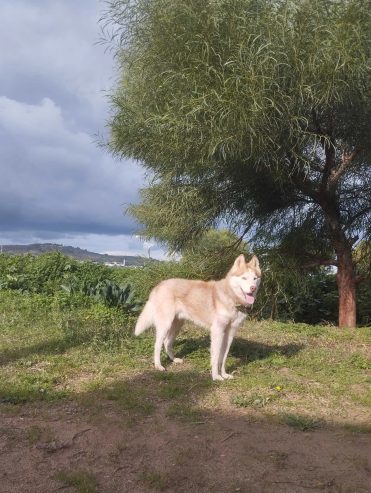 Magnifique-Husky-a-Vendre-Prix-580-DT-Negociable-Cite-El-Ghazela-1