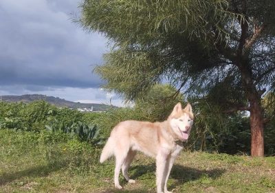 Husky à Vendre