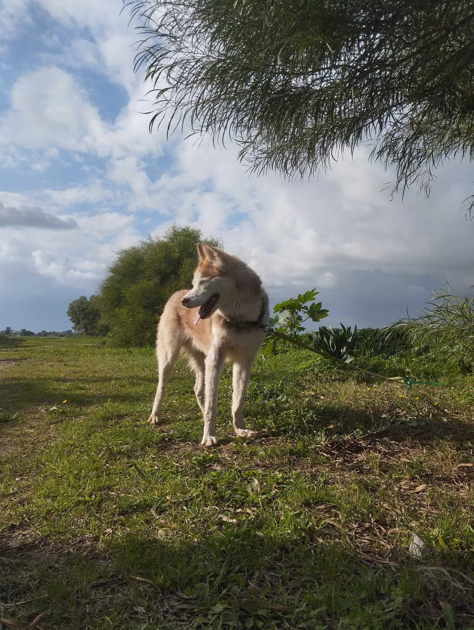 Magnifique-Husky-a-Vendre-Prix-580-DT-Negociable-Cite-El-Ghazela-2