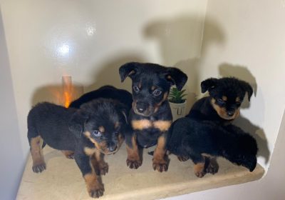 Rottweiler à vendre