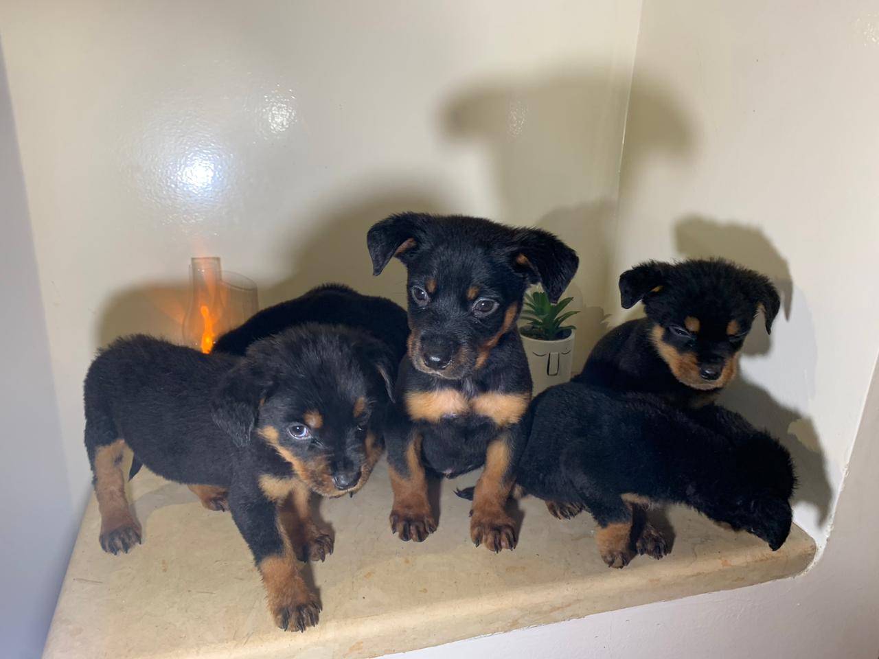 Rottweiler à vendre