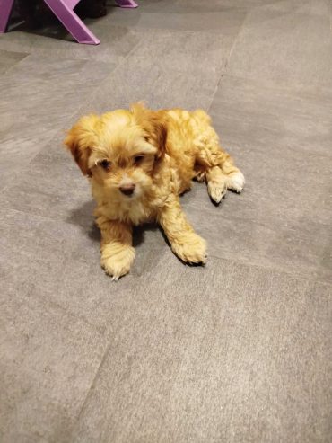 Chiot-Bichon-Havanais-avec-un-sourire-adorable-pure-race