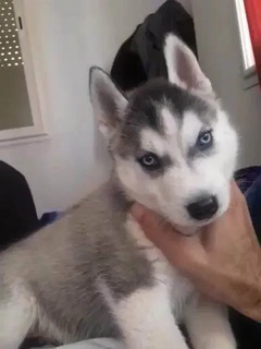 Chiot-Husky-Siberien-yeux-vairons-bleu-et-marron-Pelage-blanc-gris-Prix-250-DT-Bardo