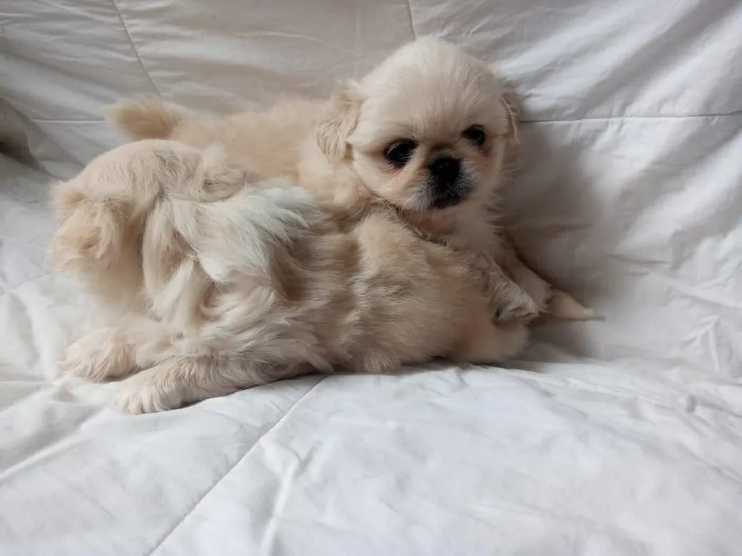 Chiots-Pekinois-adorables-a-vendre-a-El-Mourouj-Un-compagnon-parfait-pour-vous