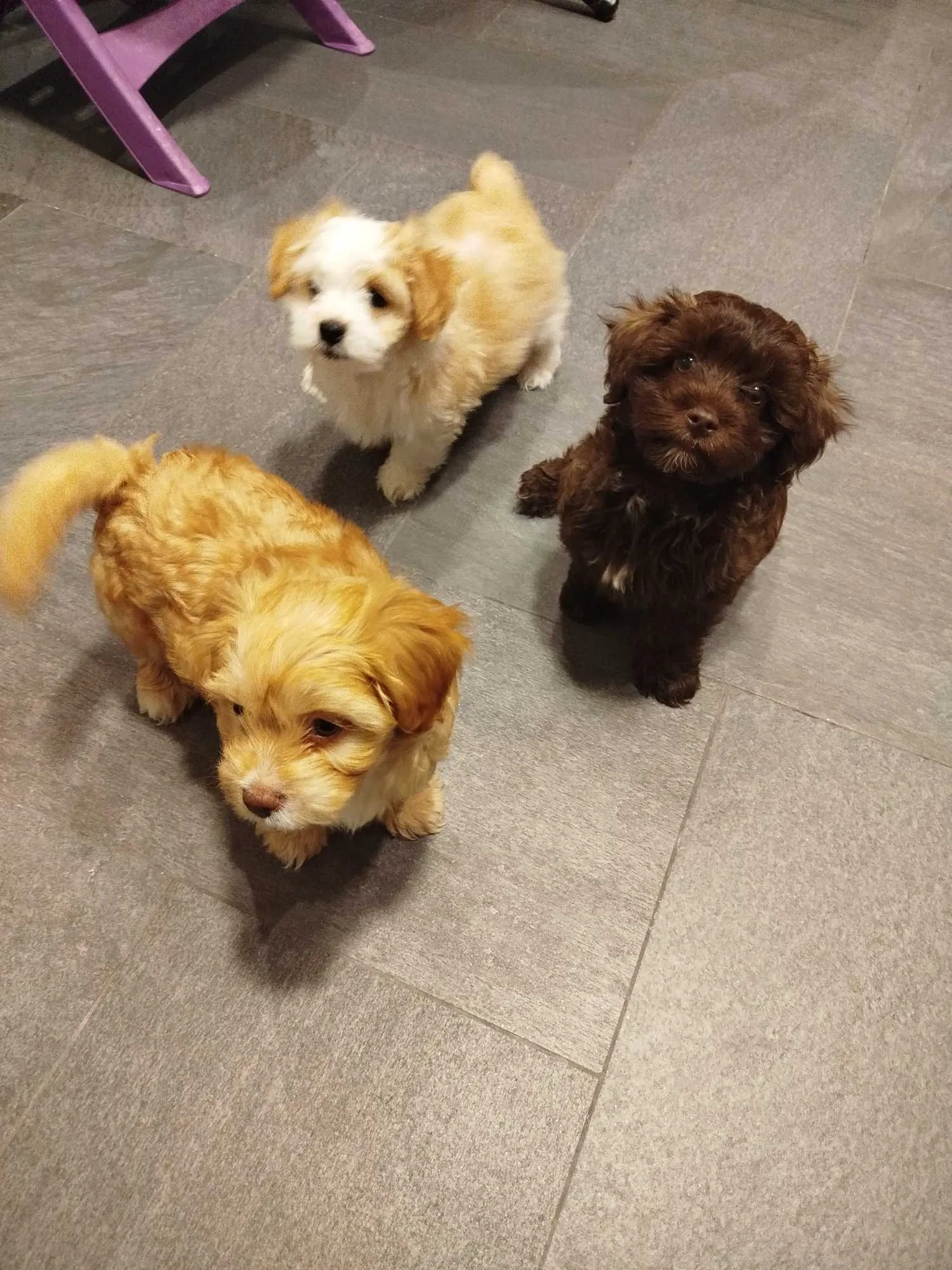 Ensemble-de-3-chiots-Bichons-Havanais-pure-race-a-vendre-El-Menzah