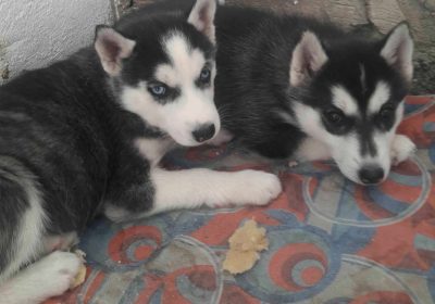 Chiot Husky sibérien mâle