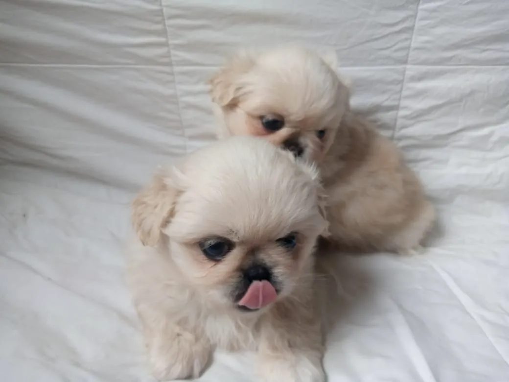 Pekinois-en-vente-a-1000-DT-Ne-manquez-pas-loccasion-dadopter-un-chien-loyal-et-affectueux