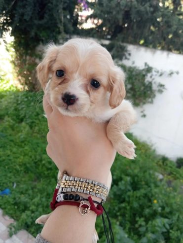 Adorable-chiot-Bichon-Maltais-40-jours