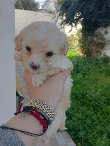 Annonce-vente-chiots-Bichon-Maltais-Tunisie